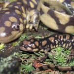 Eastern Tiger Salamander