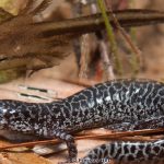 Flatwoods Salamander