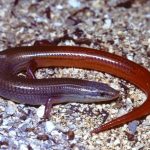 Florida Keys Mole Skink