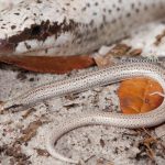 Florida Sand Skink