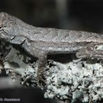 Florida Scrub Lizard