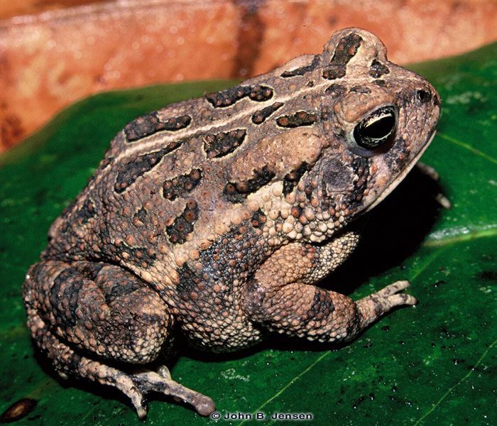 Florida Frogs & Toads – Discover Herpetology