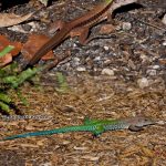 Giant Ameiva