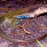 Giant Whiptail