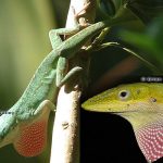 Green Anole