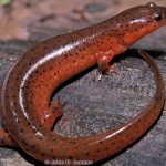 Gulf Coast Mud Salamander