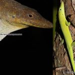 Hispaniolan Green Anole