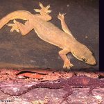 Indo-Pacific House Gecko