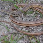 Island Glass Lizard