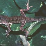 Large-headed Anole