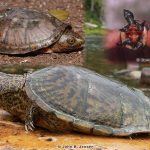 Loggerhead Musk Turtle