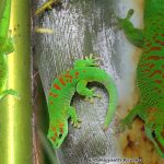 Madagascar Giant Day Gecko