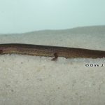 Many-lined Salamander