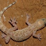 Mediterranean Gecko