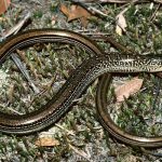 Mimic Glass Lizard