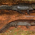 Mole Salamander