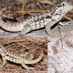 Northern Curlytail Lizard