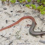 Northern Mole Skink