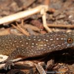 Ocellated Gecko