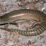 Ocellated Skink