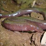 One-toed Amphiuma