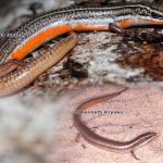 Peninsula Mole Skink