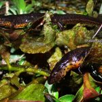 Peninsular Newt