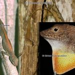 Puerto Rican Crested Anole