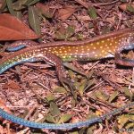 Rainbow Whiptail