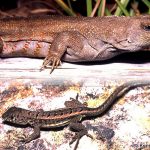 Red-sided Curlytail Lizard