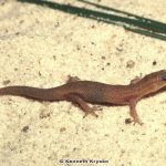 Reef Gecko