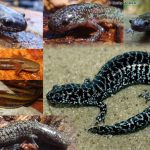 Reticulated Flatwoods Salamander