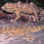 Ringed Wall Gecko