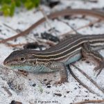 Six-lined Racerunner