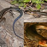 Southeastern Five-lined Skink