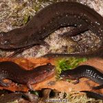 Southern Dusky Salamander