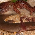 Southern Red Salamander