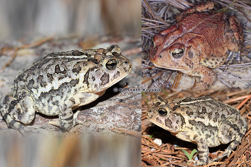 Florida Frogs & Toads – Discover Herpetology