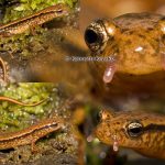 Southern Two-lined Salamander