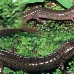 Spotted Dusky Salamander