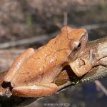 Spring Peeper