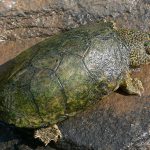 Stripeneck Musk Turtle