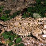 Texas Horned Lizard