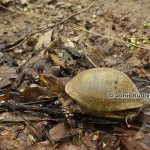 Three-toed Box Turtle