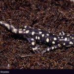 Tiger Salamander