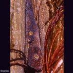 Tokay Gecko