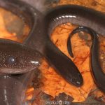 Two-toed Amphiuma