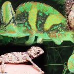 Veiled Chameleon