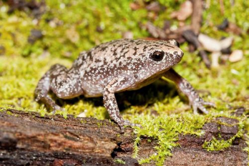 Eastern narrow-mouth toad