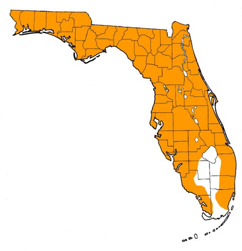 Florida map, Pinewoods treefrog